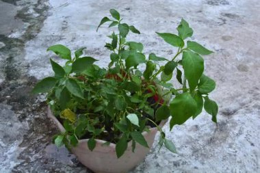 Bahçedeki yeşil bitki