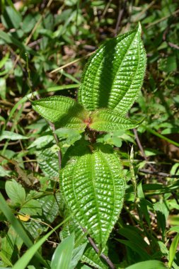 Yakın - güzel vahşi eğrelti otu yaprağı manzarası