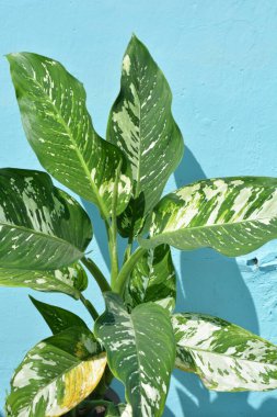 Duvarda tropik yeşil yapraklar
