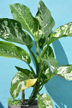 Mavi bir saksıdaki bitkiyi kapat.