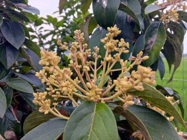 Güzel botanik fotoğrafı, doğal duvar kağıdı.