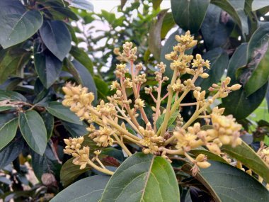 Güzel botanik fotoğrafı, doğal duvar kağıdı.