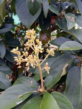 Bahçedeki güzel çiçekler