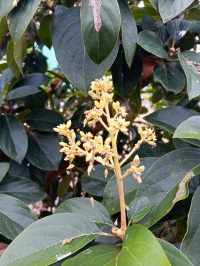 Bahçedeki beyaz çiçek