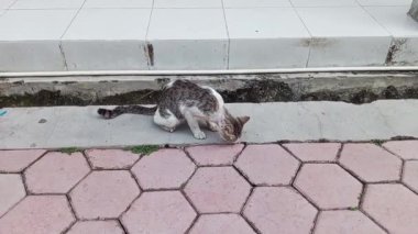 Kedi sokakta oturuyor.