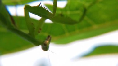 Güzel yeşil yaprakların manzarasını kapat