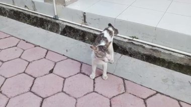 Kedi sokakta oturuyor.