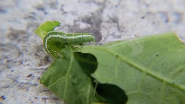 Yaprağın üzerinde yeşil tırtıl
