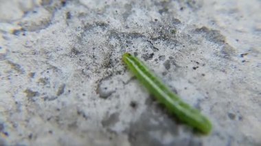 Yaprak arkaplanda yeşil tırtıl