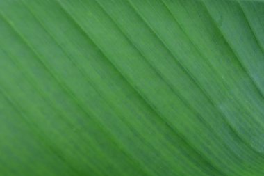 Taze yaprak yeşil doku arka plan