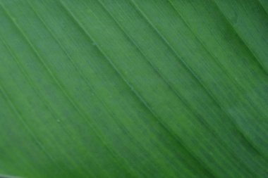 yeşil yaprak, soyut arkaplan