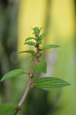 Güzel botanik fotoğrafı, doğal duvar kağıdı.