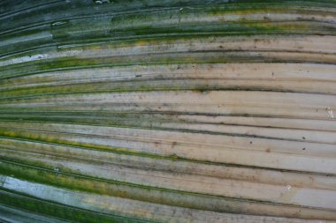 yeşil ve kahverengi yaprak dokusu arkaplanı.