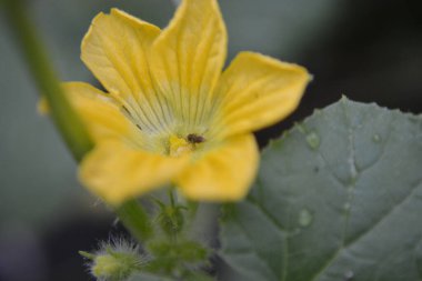Sarı çiçekleri kapat.