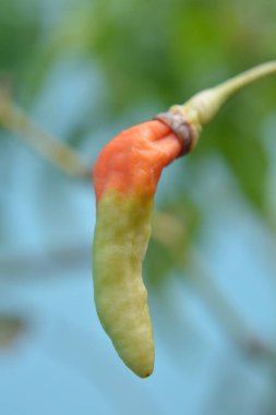 Yeşil ve kırmızı bir çiçeğe yaklaş