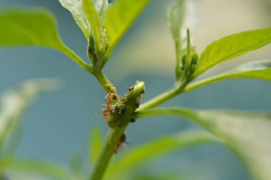 yeşil çekirge yakın çekim