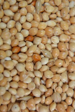 Taze karabuğdayın arka planı