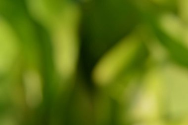 Bulanık yeşil arka plan, doğa, temiz hava..