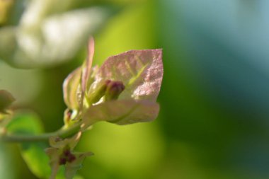 Çiçekler ağaçta çiçek açıyor.