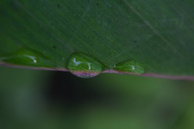 yeşil yapraklar, bitkiler ve yapraklar