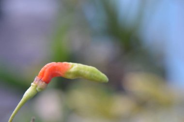 Bahçedeki kırmızı çiçek