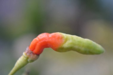 Bahçede kırmızı biber