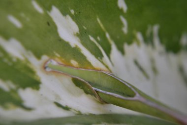 Makro çekimde güzel bir çiçek