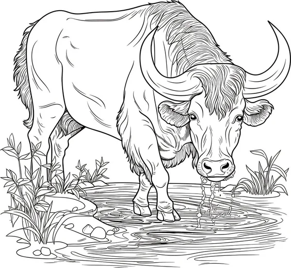 Water Buffalo Teckningar För Färgläggning — Stockfoto
