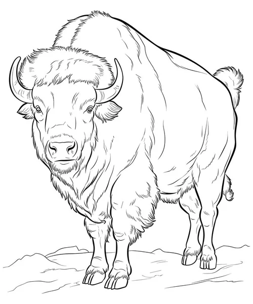 American Bison Coloring Page Line Art — Stock Vector