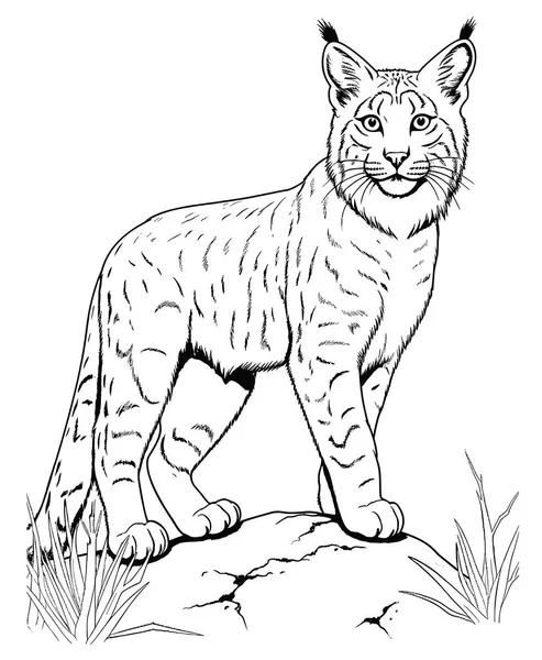 Vector Sketch Cat White Background — Stock Vector
