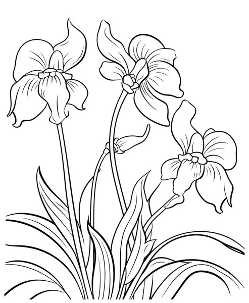 Ilustração Vetorial Uma Flor Orquídea Ilustrações De Stock Royalty-Free
