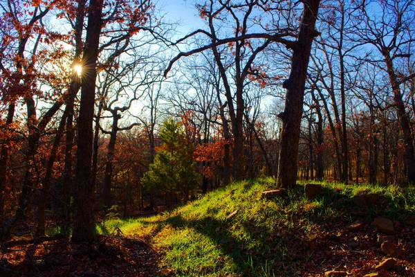 Sonbaharın öğleden sonra güneşi ağaçların arasından süzülen çimenli bir tepe. Türkiye Dağı Tulsa Oklahoma.