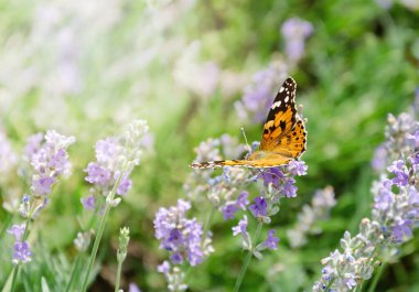 orange butterfly on purple lavender flower in sunlight. Butterfly pollinates flowers in the garden. Bright summer colorful background.