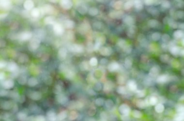 defocused green bokeh in nature, abstract blurred background