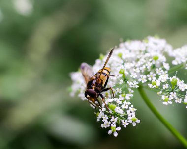 insect, fly collecting pollen on white umbel flowers