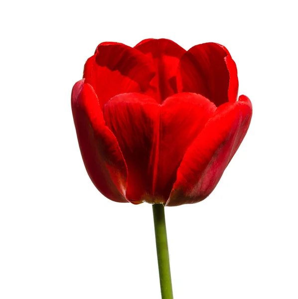 Red Tulip Flower Isolated White Background — Stock Photo, Image