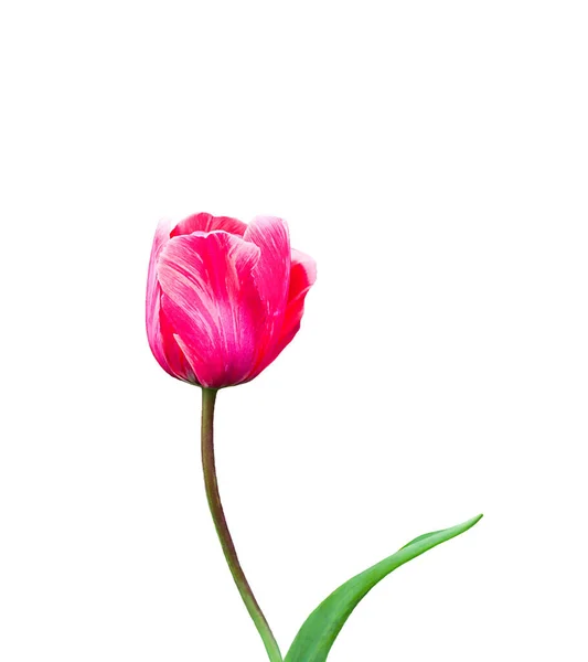 One Tulip Flower Isolated White Background — Stock Photo, Image