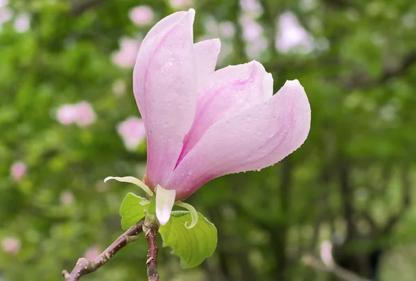 日当たりの良い庭に1本のマグノリアの花 花の花びらには雨滴が見えます ピンクのマグノリアの花のクローズアップ コピースペースのある美しい自然背景 — ストック写真
