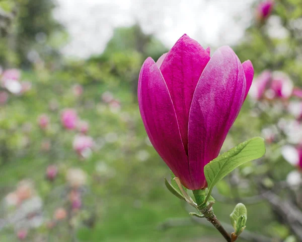 日当たりの良い庭のマグノリアの花 コピースペースとぼんやりボケに美しい天然の春の背景香りの花 — ストック写真