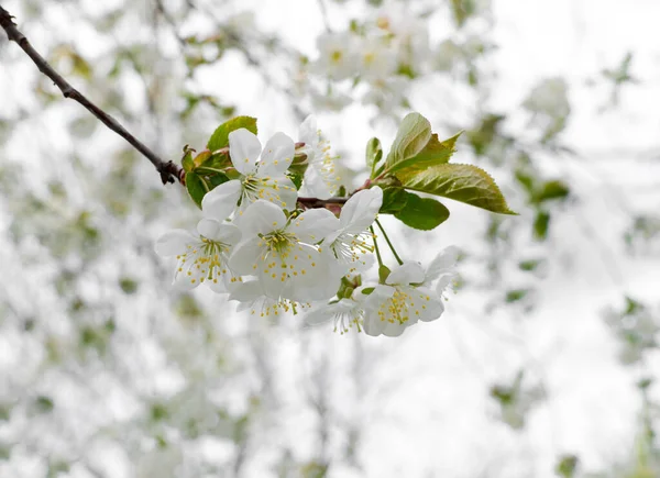 Fond Naturel Avec Foyer Doux Cerisier Fleurs Avec Des Fleurs — Photo