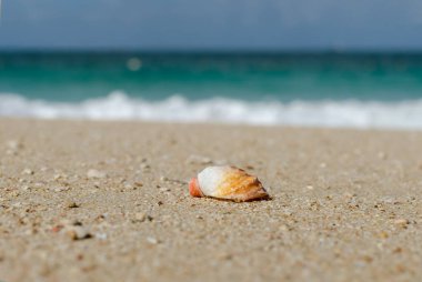 Deniz kenarındaki kumsalda deniz kabuğu güneşli bir günde, yaz konsepti, en üst manzara yaz arkaplanı, kopya baharatlı