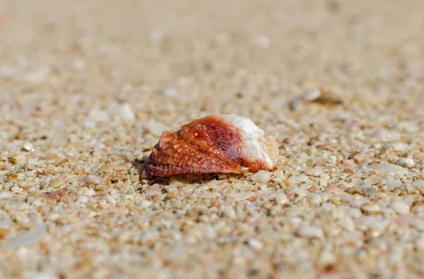 Seashells Sand Sea Sunny Day Summer Concept Summer Background — Stock Photo, Image