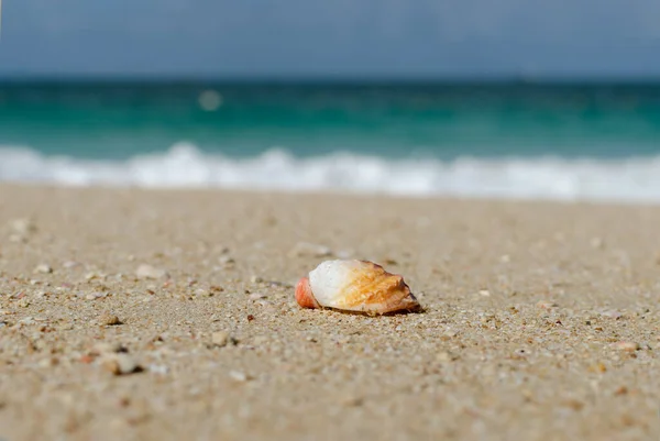 stock image Shell on the sand by the sea on a sunny day, summer concept, top view summer background, with copy spice
