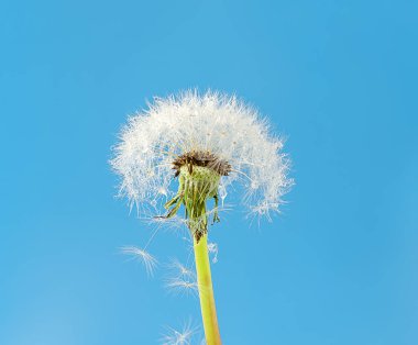 Doğal arkaplan, mavi zemin üzerinde çiy damlaları olan karahindiba tohumları, kopyalama alanı olan doğal arkaplan