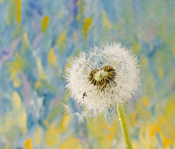 Vit Maskros Blomma Med Frön Våren Ljus Abstrakt Bakgrund Med — Stockfoto