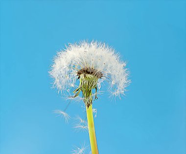 Su damlalarına yakın tohumlu beyaz tüylü karahindiba seçici bir odak ile mavi bir arkaplan üzerine düşer. Doğal bir arka plan tasviri