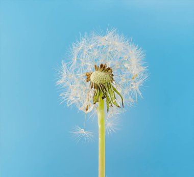 Mavi arka planda tohumları olan beyaz karahindiba, doğal arkaplan çizimi