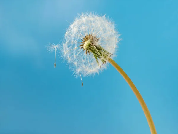 青い背景に種のついたふわふわのタンポポ 自然な背景イラスト — ストック写真