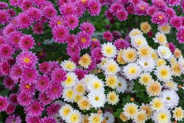 Güneşli bir günde çiçek açan beyaz ve mor kasımpatı ile doğal arka plan