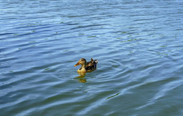 Giovane Drake Anatra Nuotare Uno Stagno Una Giornata Sole Primo — Foto Stock